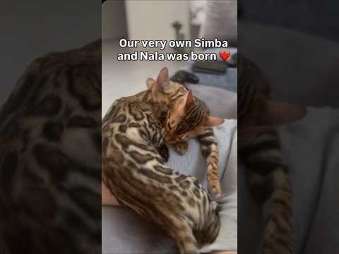 These Two Cats Are the Cutest Couple Ever ❤️