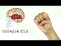 Understanding the Brain