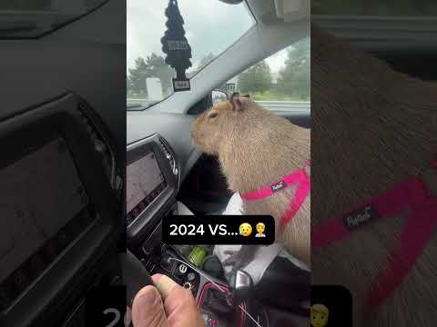 I will miss you my little one 😭💔 # #capybara #missyou #sad