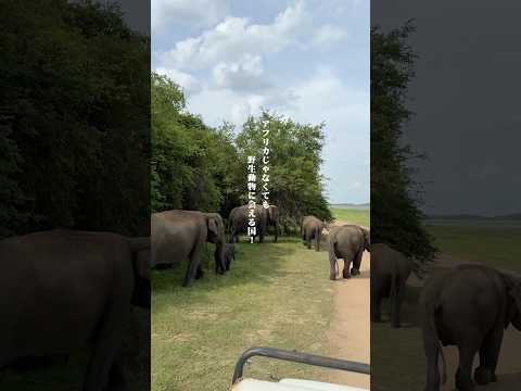野生動物に会える国! #海外旅行#スリランカ#SriLanka