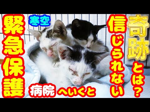 What miracle happened when we rescued dying kittens and took them to the hospital? God bless them!