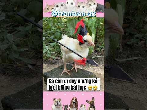 Gà con đi dạy cho những kẻ lười biếng bài học.