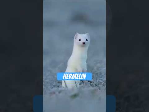Das Hermelin – Chuck Norris im Mini-Format