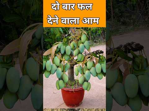 साल में दो बार फल देने वाला आम | All Time Mango Tree | Home Graden