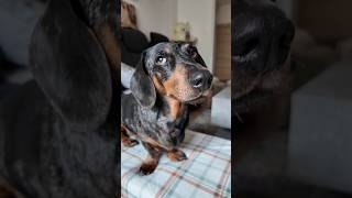 Merlin panaszkodik 🤣🐶😵‍💫 #merlinesarturkalandjai