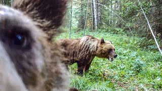 видео