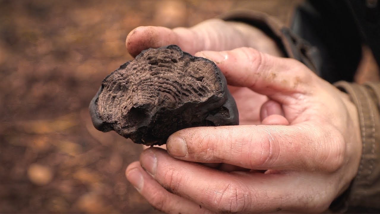 This Fungus will Blow Your Mind: Bushcraft Skills Primitive Survival Foraging