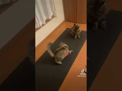 Chaotic Kitties ドタバタニャンズ　#ニャンビーム #shorts