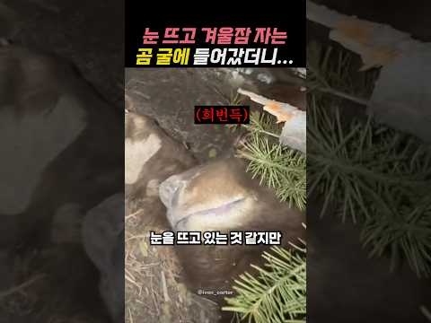 눈 뜨고 겨울잠 자는 곰 굴에 들어갔더니...