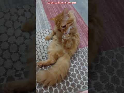 كراميلا سايبه ابنها و نايمة جنب فلفل قطط مضحكة قطط كيوت funny cat vedios #shorts #cat