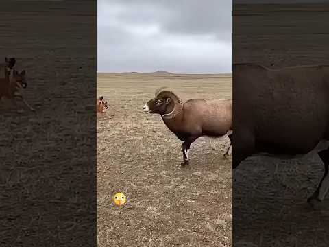 The Bighorn Sheep <strong>Was</strong> Angry, I Think, But the Asiatic Wild Dog  | 큰뿔양은 <strong>화가</strong> 났던 것 같지만 아시아들개는 아주 차분했습니다