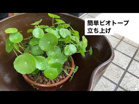 超簡単シンプルなビオトープ立ち上げ