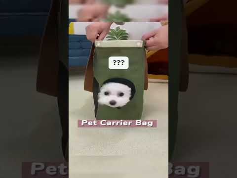 Best Gift !! 💎 🔗 is in Bio 🐊 #DIYPetProjects