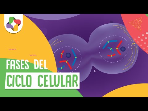 Fases del ciclo Celular - Educatina