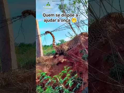 ONÇA PRENDE A CAUDA EM ARAME FARPADO. #memes