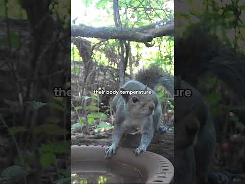 #Animals VS. Bowl of Water!