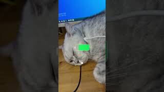 Funniest Animals 2023 #funny