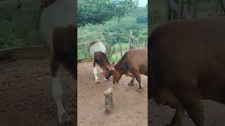 #fazenda #pecuarista #vidanaroça #ㅇyㅇ