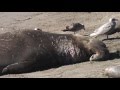 Exploring Bioaccumulation and Biomagnification in Marine Ecosystems