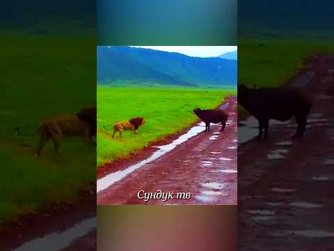 Лев получил удар в челюсть от буйвола.