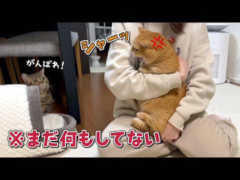 抱っこされただけでママにガチギレする勘の鋭い猫…