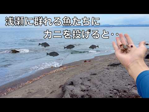 砂浜からカニをちょい投げするだけで大物が次々釣れる釣り方が面白い！