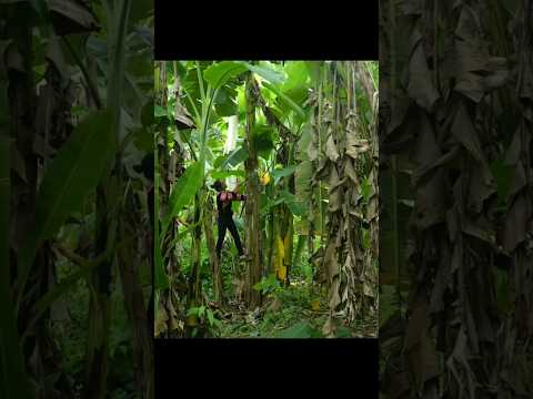 Girl harvests bananas to sell #shorts #banana #farming