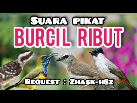 Suara Pikat Burcil Ribut Kombinasi  Trucuk+Kutilang+Sogon+Pelatuk Beras