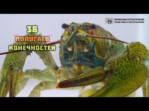 38 конечностей речного рака. // Clever Cricket