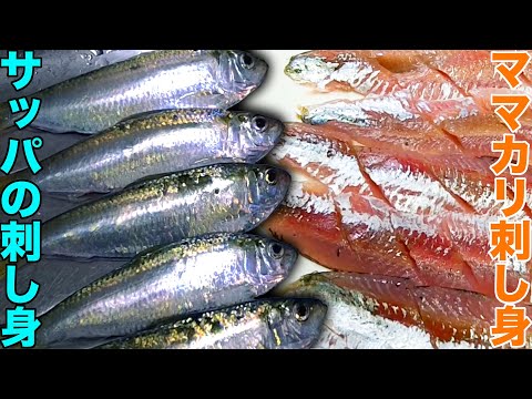 潮がザブンザブンと打ち上がる好き者護岸でサッパが好釣【有言実行なサッパのお刺身】