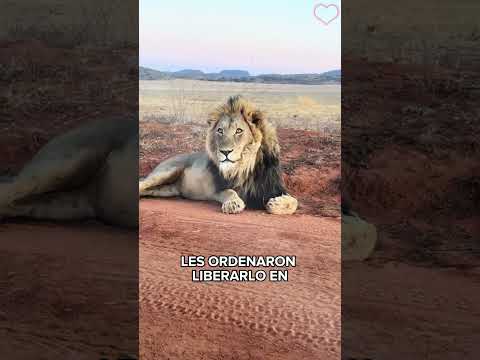 This little lion finally became my good friend#animals #Friendship #Us