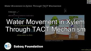Water Movement in Xylem Through TACT Mechanism