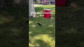 Wow! What a beautiful bird