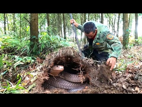 suffocation. Two brave young men chased the giant king cobras' lair through the forest.