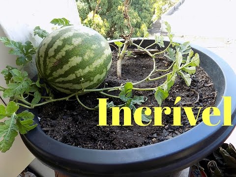 Melancia em Vaso Incrivél (incio,meio,fim) 🍉🍉