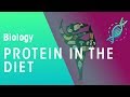 Understanding Proteins in Our Diet