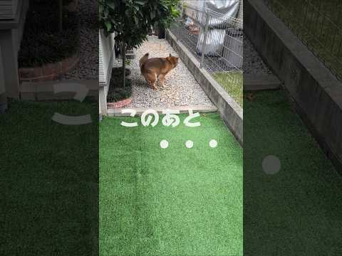 うんこで野菜を育てました