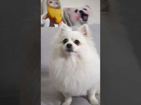 Everything was seen through by Nico #nico #funny #dog #funnydog