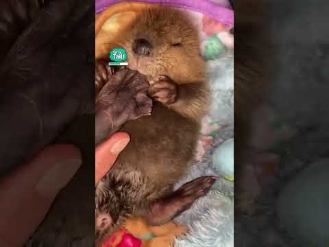 Baby Beaver Finds Her Foot