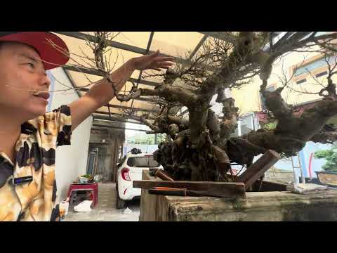 Có hẹn thăm vườn Nhà A Phong Thôn Ngọc tảo Đang sửa cây 