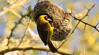 10 Animali Che Sono Veramente Architetti🦜🦅