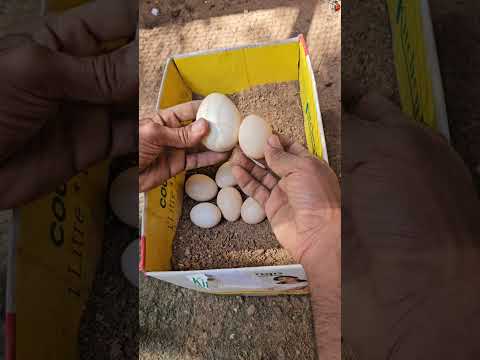 മയിലിന്റെ മുട്ടകൾ വിരിഞ്ഞോ? അത് വിരിയുമോ? 🦚🤩🔥#short #shorts