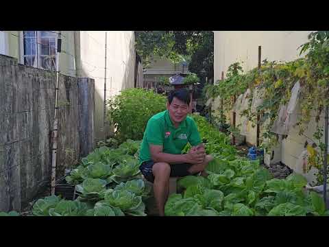 Harvest ng Giant Pechay na aking tanim sa gilid ng aming bahay