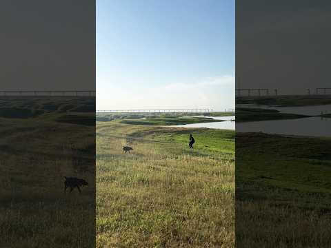 Hunting rain quail #birdhunting #ytshorts #nature #birdsong