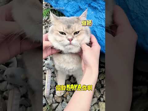 Milo balik lagi ke pantai batu #shorts