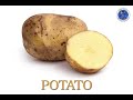 Identifying Vegetables in Vietnamese