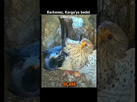 Komik Belgesel Edit | Eceli Gelen Karga  #medyabilgini