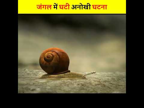 जंगल की अनोखी घटना | मक्खी की शर्मनाक हरकत | #shorts #short