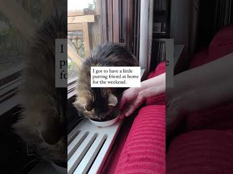 Pet sitting for my neighbor 💚 #kindness #helpingothers