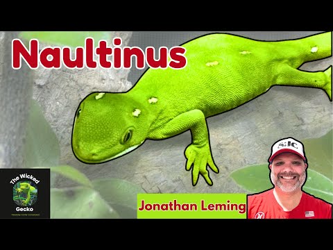 Naultinus - New Zealand Dream Gecko, Interview wit Dream Gecko?  Top of the List?   Rarest?   Naultinus of course!

We get asked all the time- what is 
